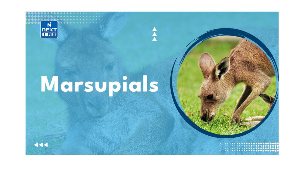 Marsupials