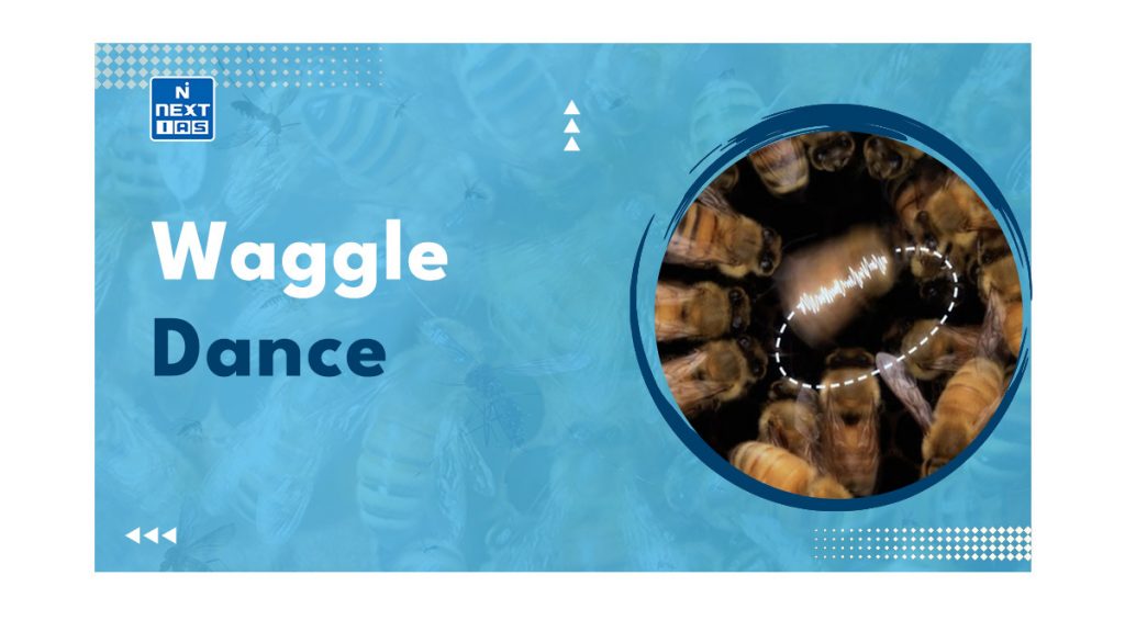 Waggle Dance