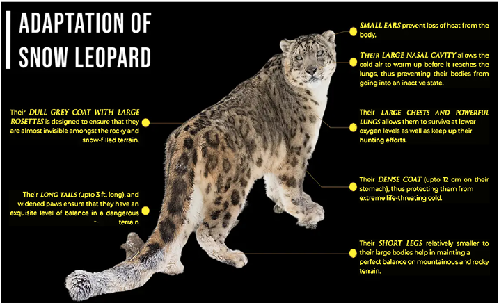 Project Snow Leopard