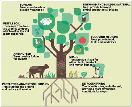 Social Benefits of Agroforestry