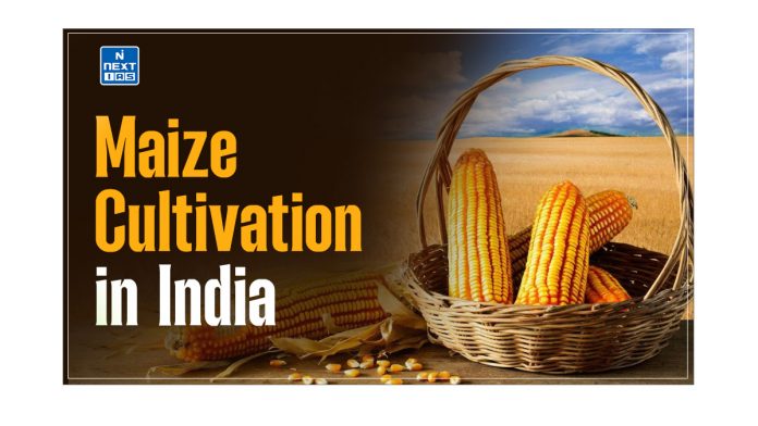 Maize Cultivation in India