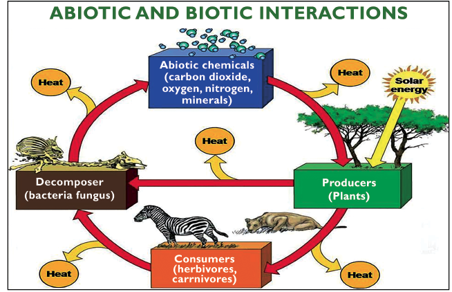 Abiotic and Biotic Interactions