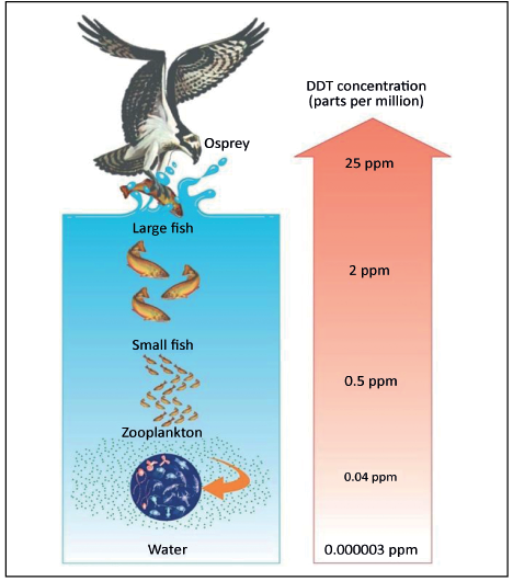 Biomagnification