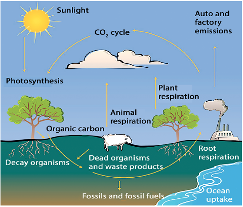 carbon cycle