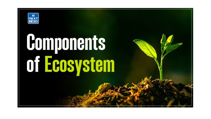 Components of Ecosystem