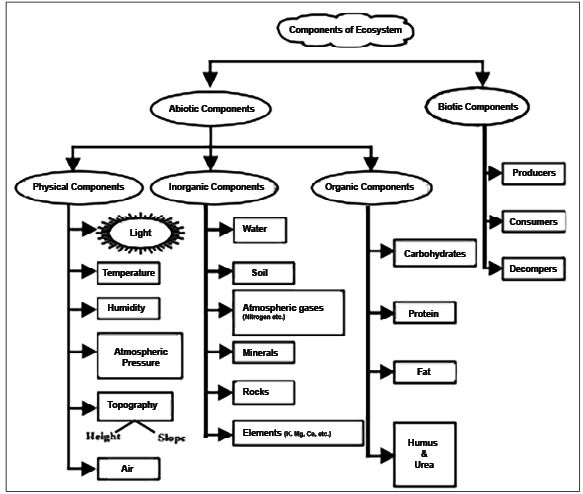 Diagram of Components of Ecosystem