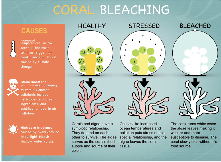 Coral Bleaching