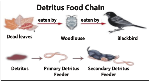 Deritus Food Chain