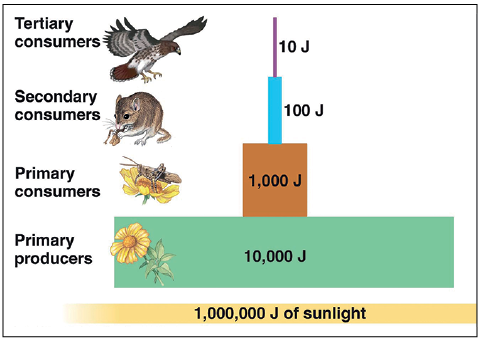 Ecological Efficiency