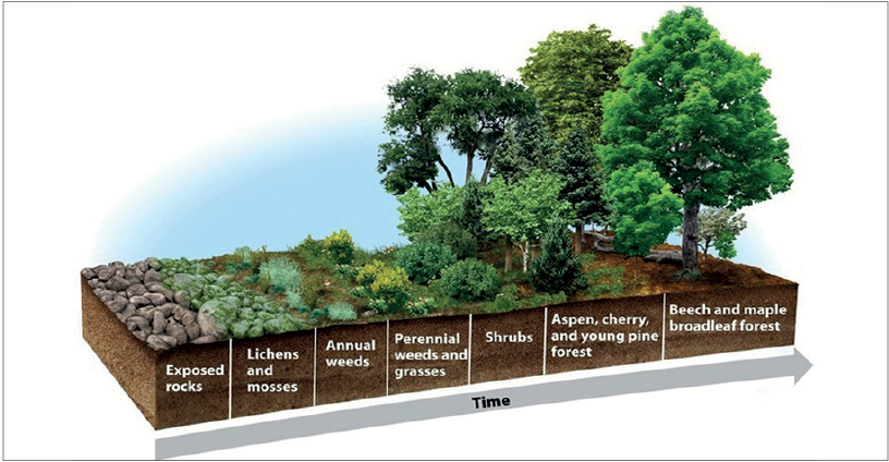 ecological succession