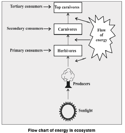 Flow Chart of Energy in Ecosystem