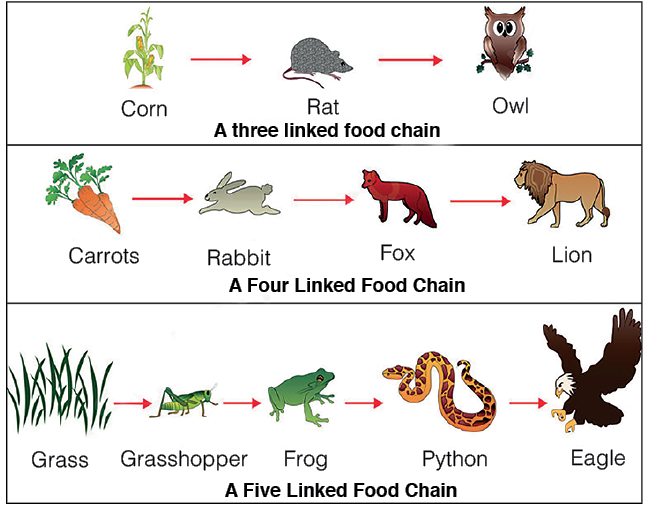 Food Chains