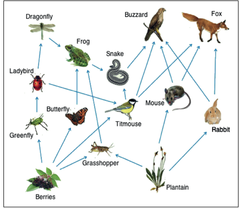 Food Web