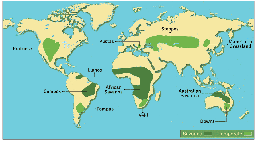 Grassland Ecosystem