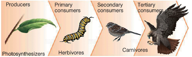 Grazing Food Chains