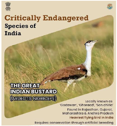 Great Indian Bustard