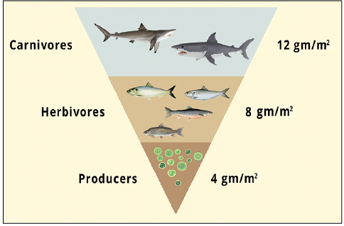 Inverted Pyramid of Biomass