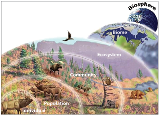 Levels of Ecological Organization