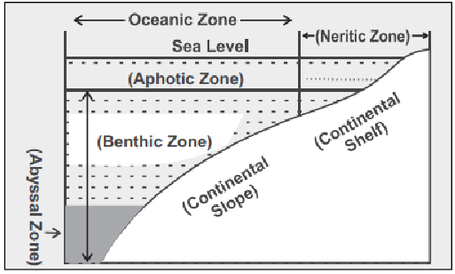 Marine Ecosystem