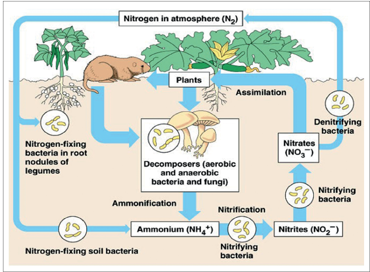 nitrogen cycle