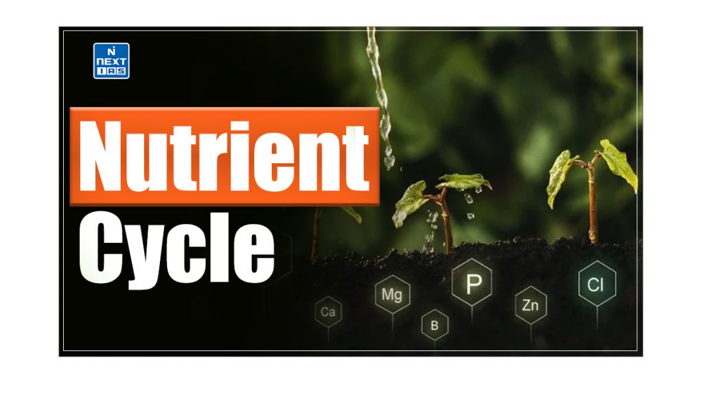 Nutrient Cycle