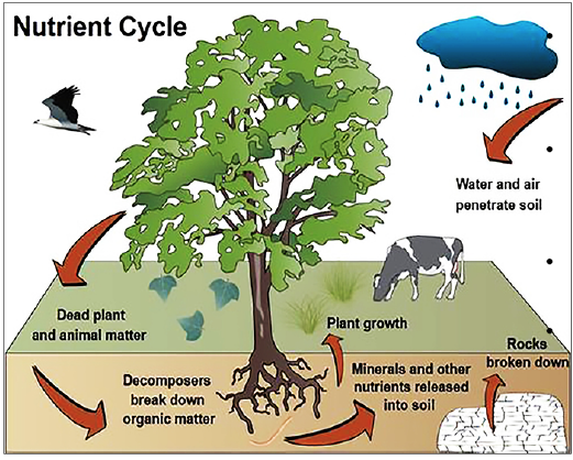 nutrient cycle