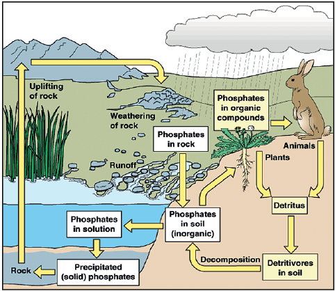 phosphorous cycle