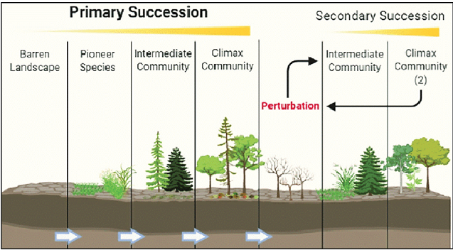 primary and secondary succession