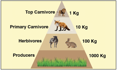 Pyramid of Biomass