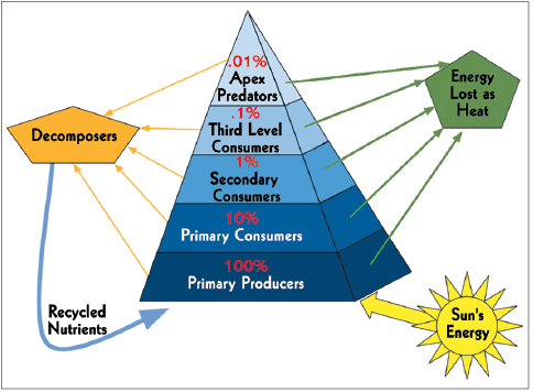 Pyramids of Energy