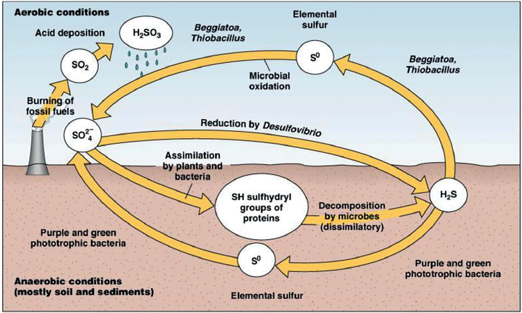 sulphur cycle