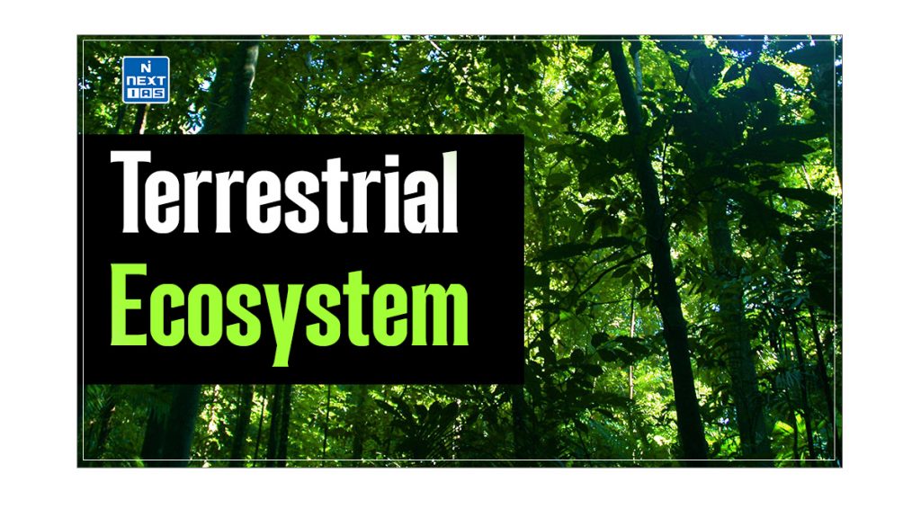 Terrestrial Ecosystem