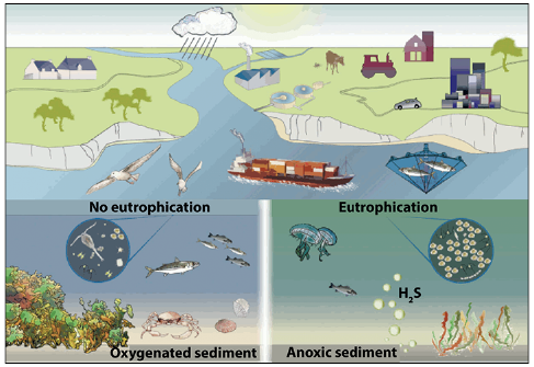 Impact of Oil Spills