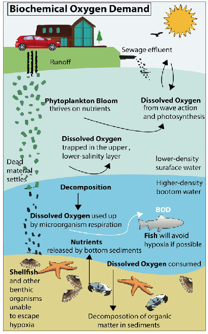 Biochemical Oxygen Demand (BOD)