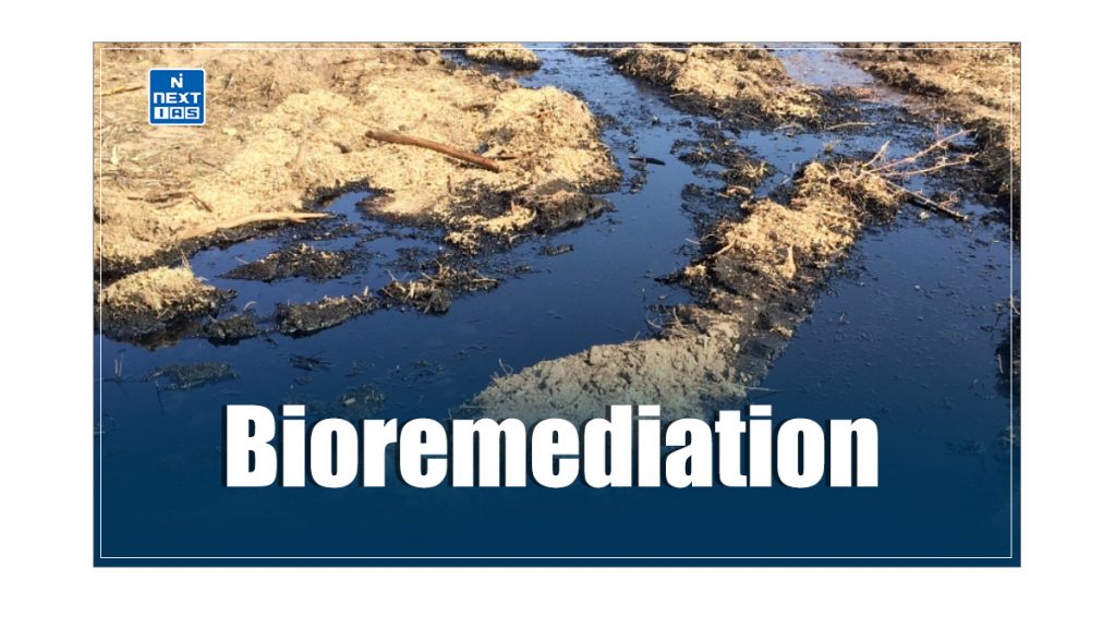 Bioremediation