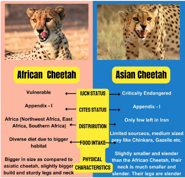 Project Cheetah