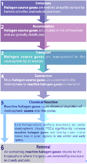 Role of Polar Stratospheric Clouds in Ozone Depletion