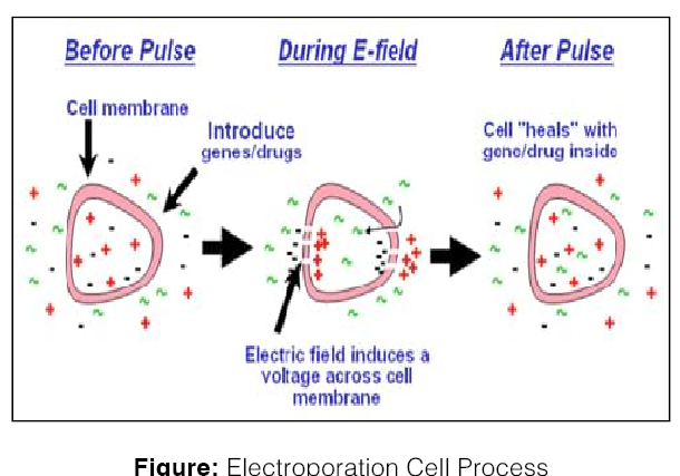 electroporation cell process