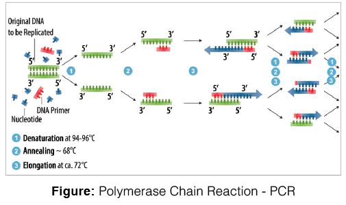 polymerase chain reaction