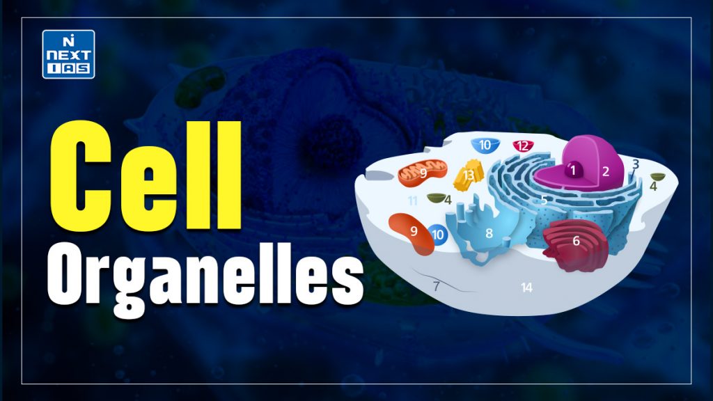 Cell Organelles