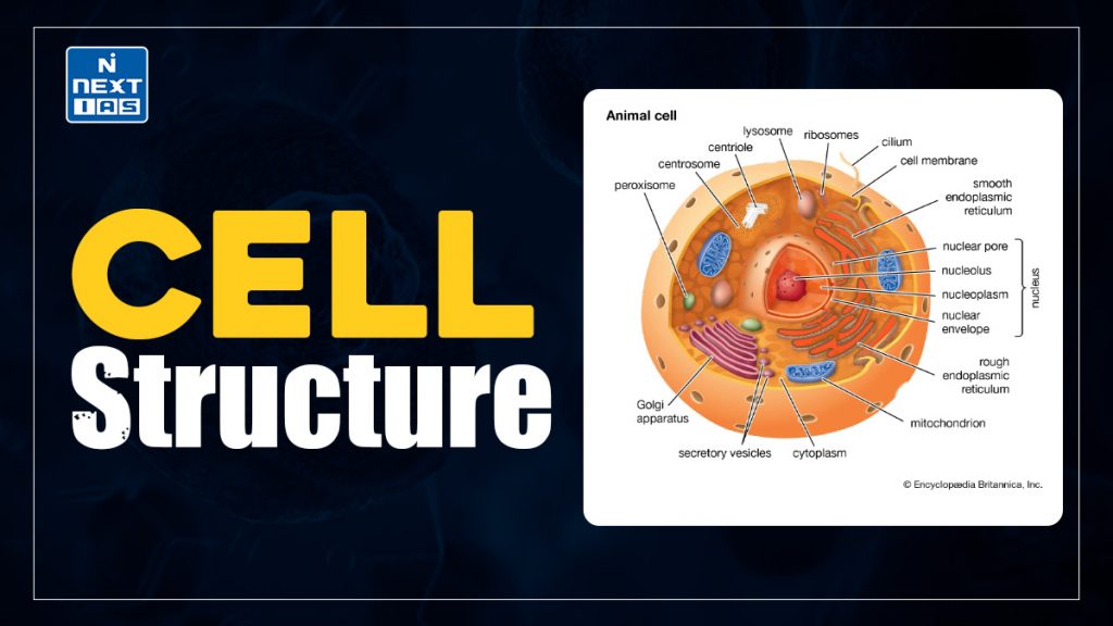 Cell Structure