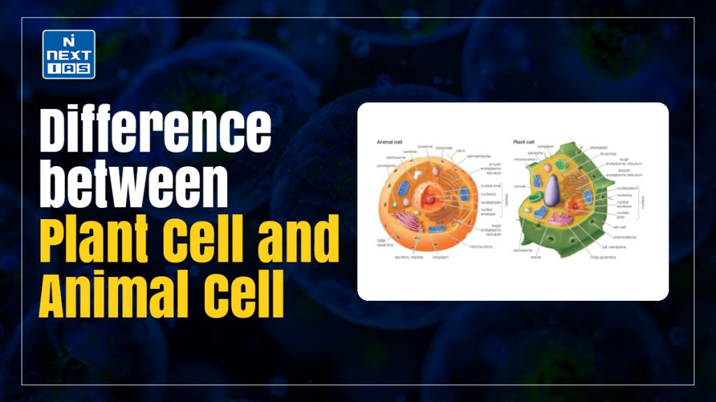 Difference Between Plant Cell and Animal Cell