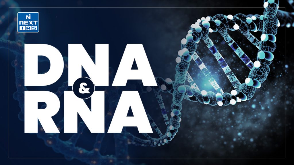 DNA and RNA