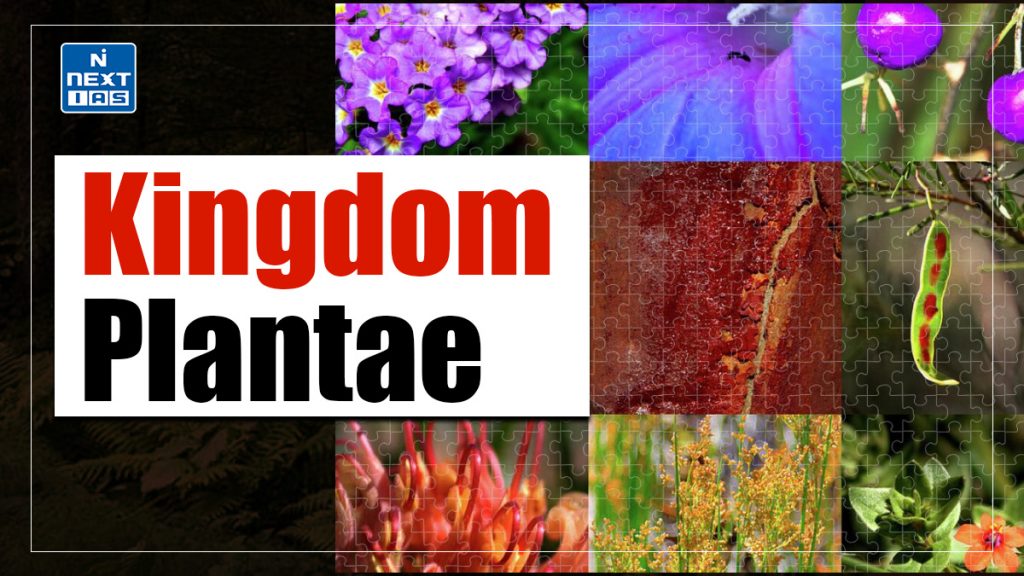 Kingdom Plantae