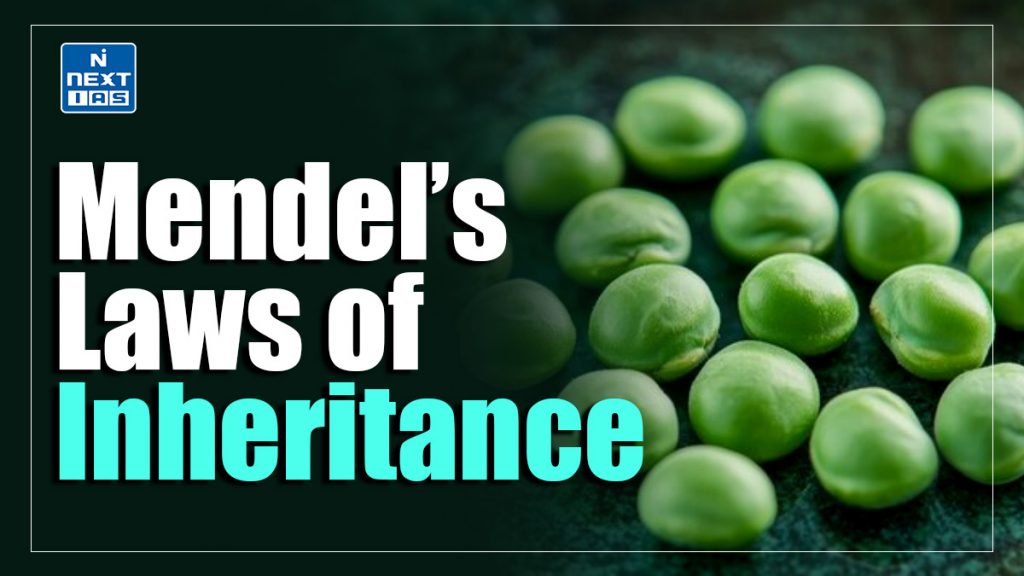 Mendel's Laws of Inheritance