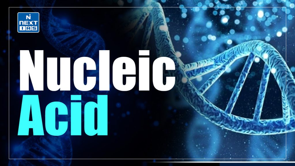 nucleic acid