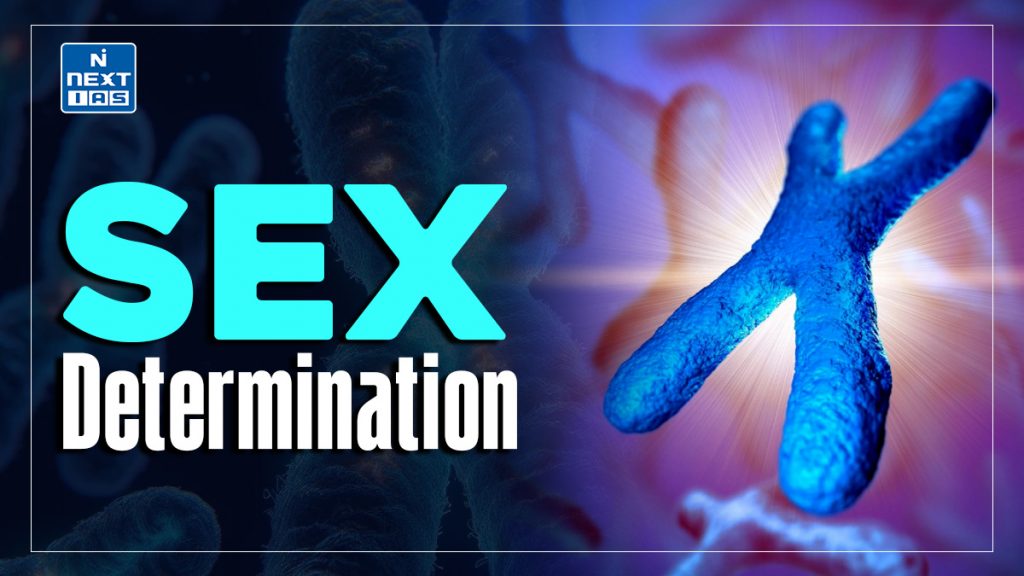 Sex Determination