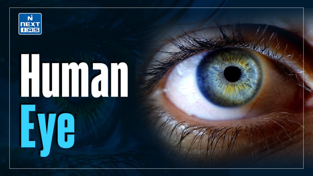 Human Eye