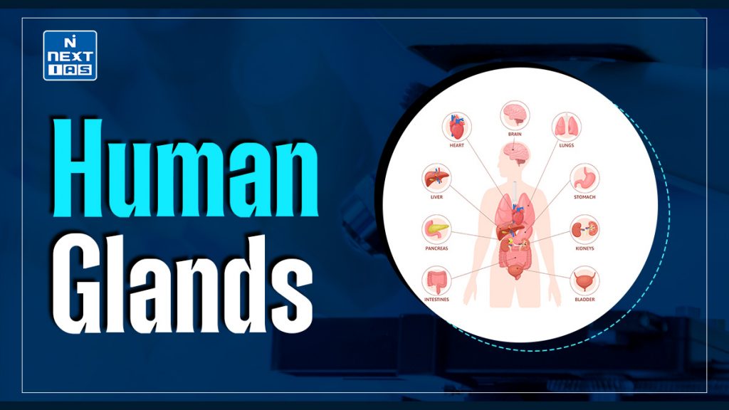 Human Glands