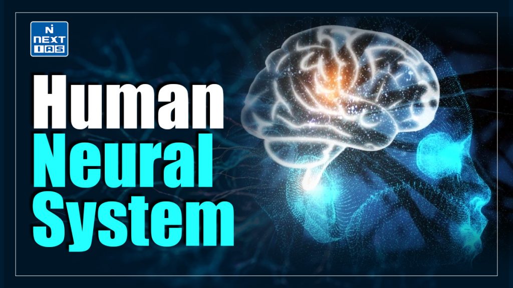 Human Neural System